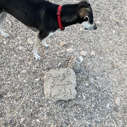 photo of dog and cement block with arabic script in relief