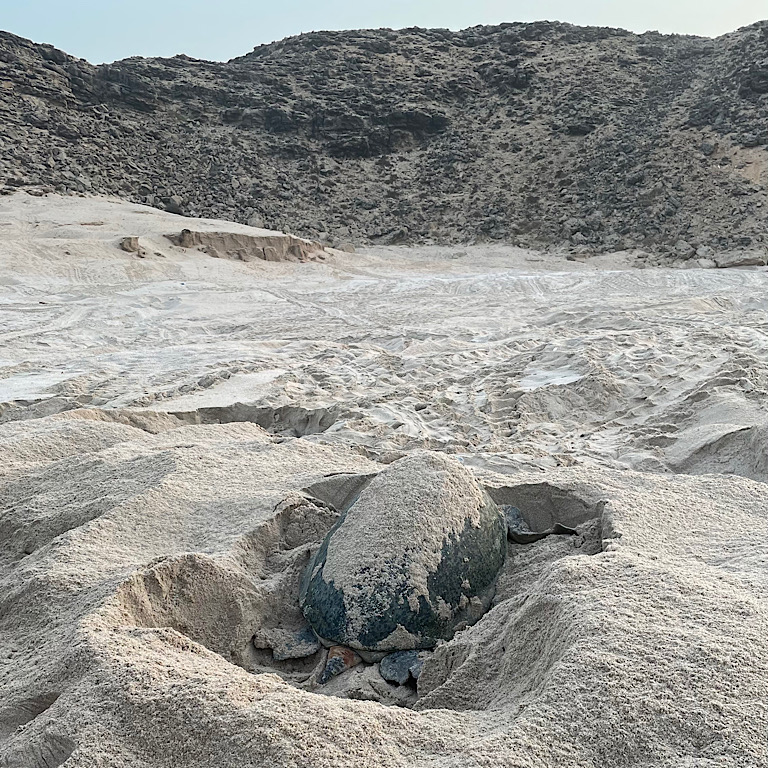 a mama turtle on the beach in the morning